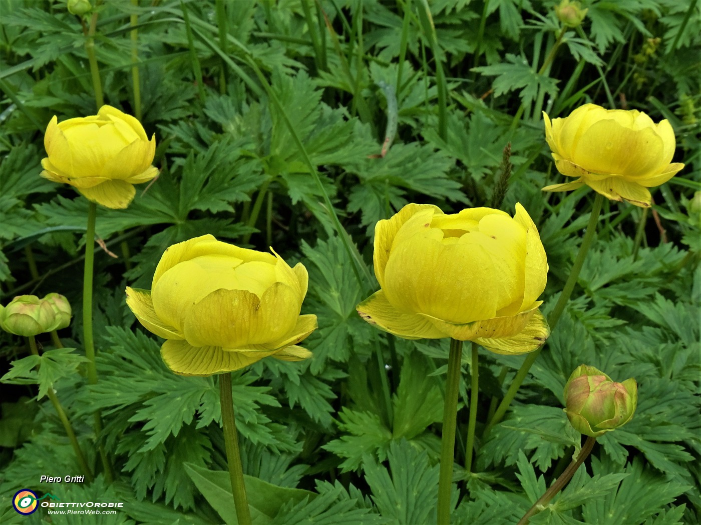 68 Trollius europaeus (Botton d'oro).JPG